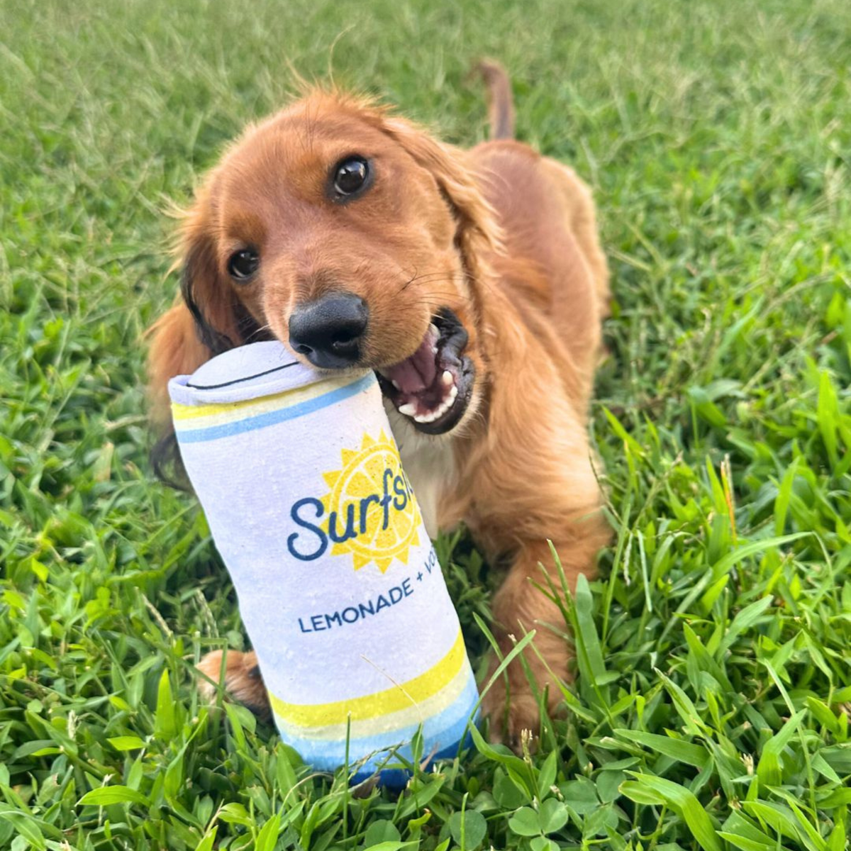 SurfsideDogToy-LemonadePupModel